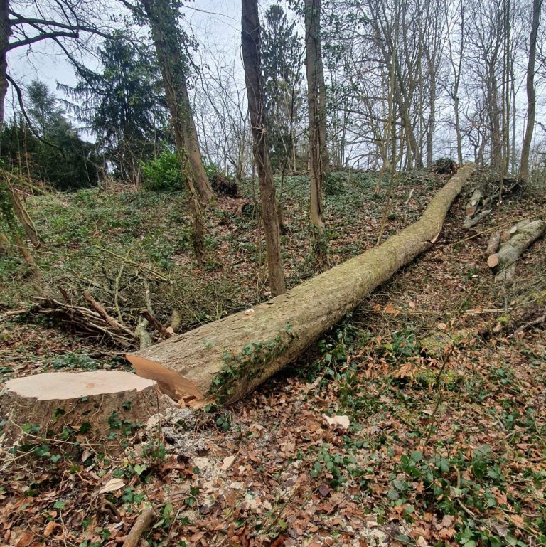 Abattage d&rsquo;un arbre à Annecy par un élagueur grimpeur