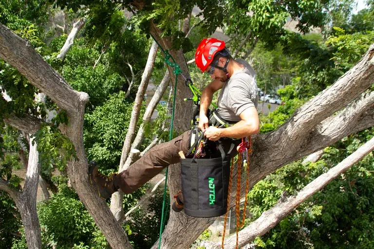 Élagueur-grimpeur harnaché progressant sur cordes dans le houppier d'un arbre