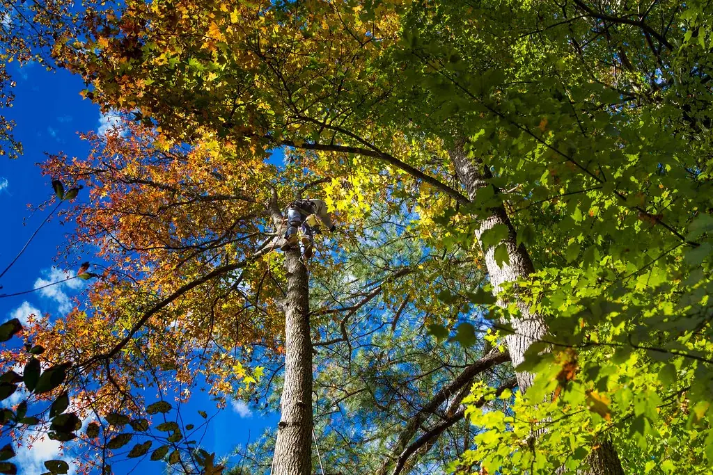Récupération d'une voile de parapente coincée dans un arbre à Annecy : élagueur-grimpeur sur cordes vu depuis le sol
