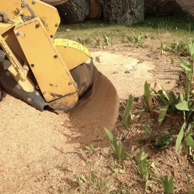 Rognage d&rsquo;une souche d&rsquo;arbre à Annecy